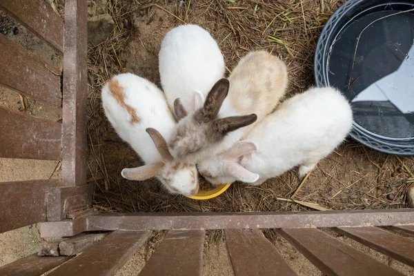 Troupeau lapin siège manger de la nourriture — Photo