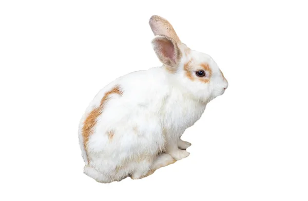 Baby coniglio bianco marrone — Foto Stock