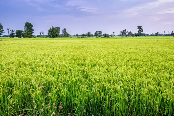 쌀 생산 곡물의 분야 — 스톡 사진