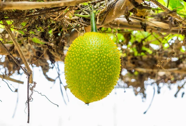 아기 Jackfruit 가시 야, 달콤한 조롱 박, Cochinchin 박, G — 스톡 사진