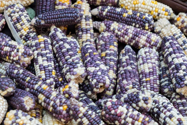 Indian corn dry yellow purple pile