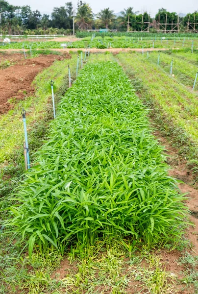 Planta cultivada gloria matutina — Foto de Stock