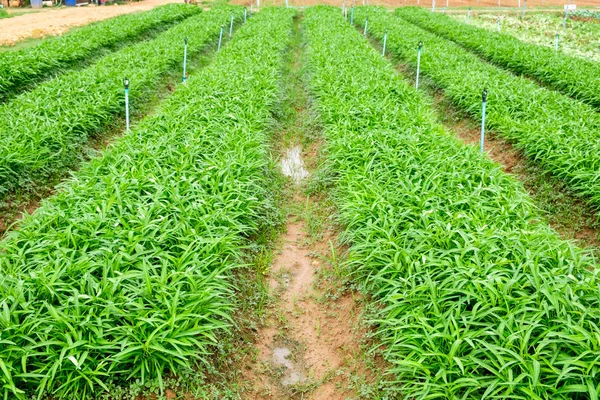 Cultivado mañana gloria agricultura ecológica en el jardín — Foto de Stock