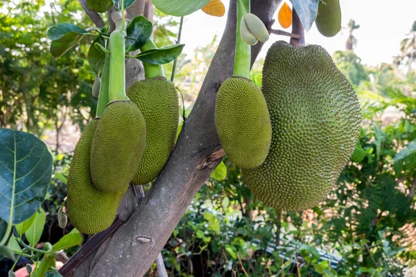 Jackfruit 나무에 익은 — 스톡 사진