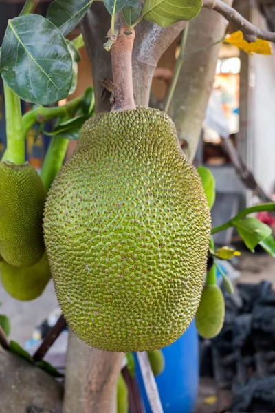 Jackfruit dojrzałe, rosnące na drzewie — Zdjęcie stockowe