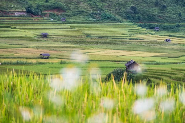 View of tribe cottage on rice field