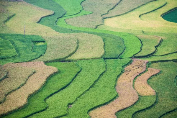 Rice fields furrow colorful — Stock Photo, Image