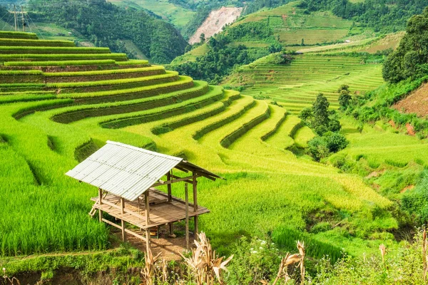 View of cottage on rice field terraced — Stock Photo, Image