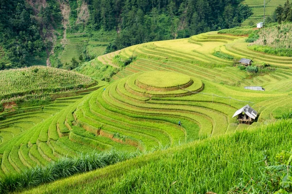Рисовое поле на террасой ориентир Mu cang чай — стоковое фото