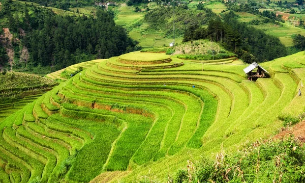 Вид рисового поля на террасовую достопримечательность Му Цанг Чай — стоковое фото