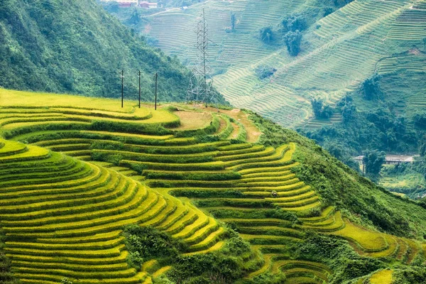 Вид на рисовое поле с террасами на горе — стоковое фото