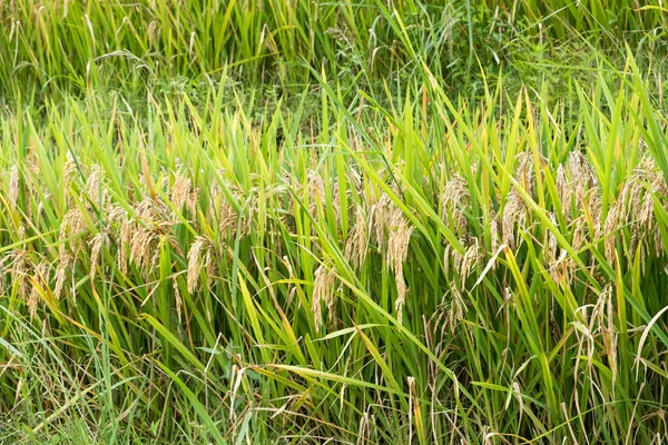 Agricultura grãos de arroz no campo de arroz — Fotografia de Stock