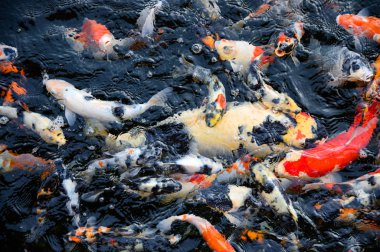 Renkli Koi balık gölde Yüzme