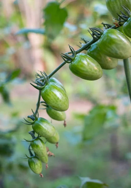 Detail nezralá zelená Cherry rajčat visí na větvi — Stock fotografie