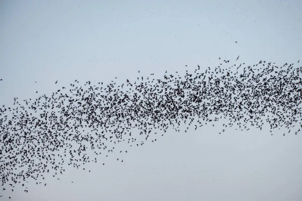 Зграя кажана, що летить на небі — стокове фото