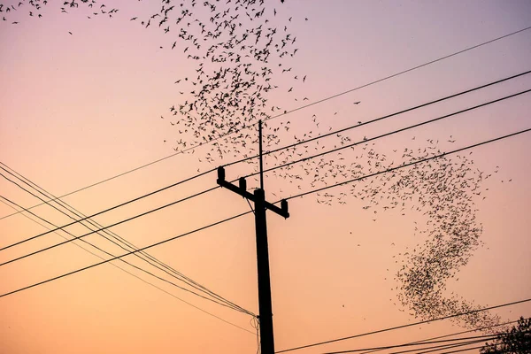 Зграя кажанів, що літають над електричним полюсом у сутінках — стокове фото
