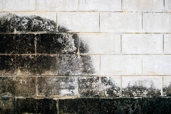 Parede tijolo branco mancha de líquen sujo — Fotografia de Stock