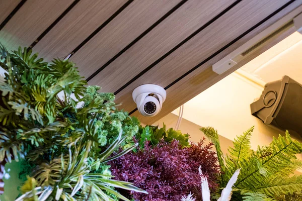 圆顶安全 cctv 隐藏在角落房间与植物装饰 — 图库照片