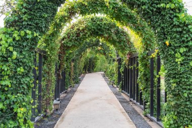 Tünel yolu ağaç yeşil gölgeli