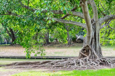 Mangrov ağaç kök ormandaki gölgeli