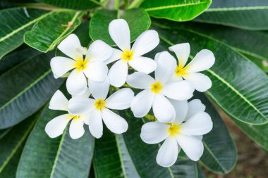 Plumeria Frangipani beyaz çiçek sarı polen