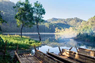 Güzel sahne görünümü sis ve orman içinde güneş ışığı ile