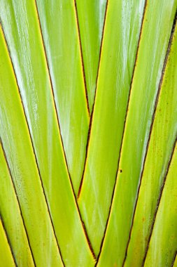Ravenala madagascariensis, seyahat palm, seyahat ağaç olmak