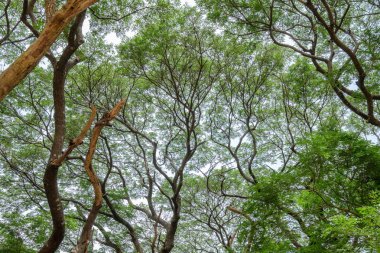 Yağmur ağaç şube aramak