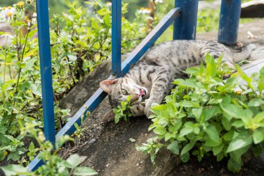 Bahçede oynarken gri iç yavru kedi