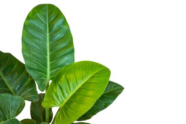 Beyaz arka plan üzerinde yaprak yeşil şeritler