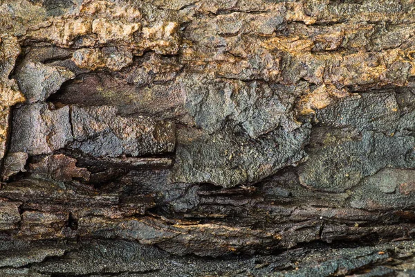 Texturerat bark trä vått — Stockfoto