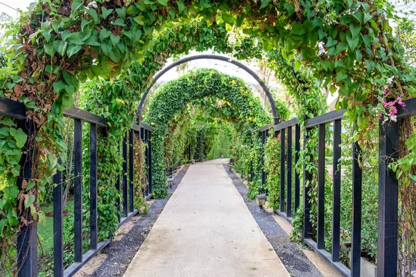 Albero sentiero tunnel verde ombreggiato — Foto Stock