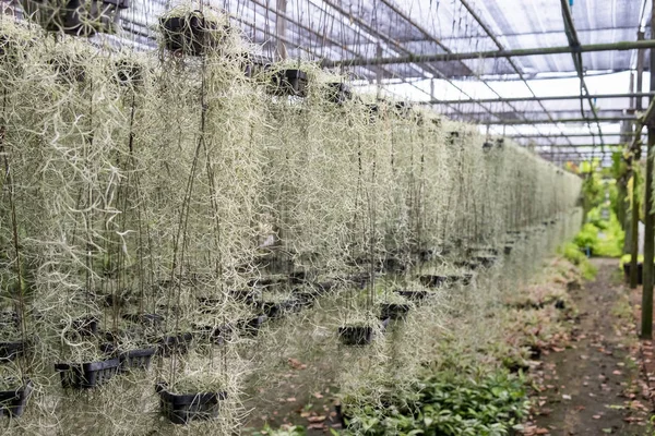 Usneoides плоду дуба, Bromeliaceae сільське господарство бізнес сад — стокове фото