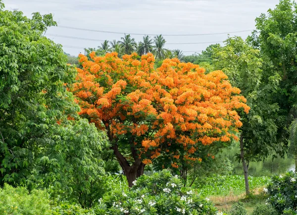 Flam-boyant, The Flame Tree, Royal Poinciana, tree flower bloom