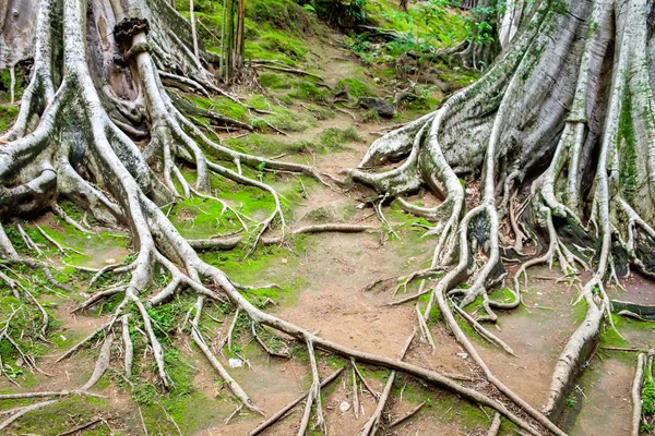 Kořeny větev stromu — Stock fotografie