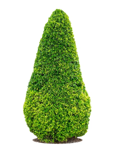 Баньян дерево, фикус annulata декоративное растение — стоковое фото