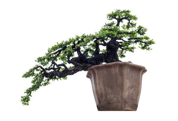 Bonsai boom elegante in bruine vaas — Stockfoto