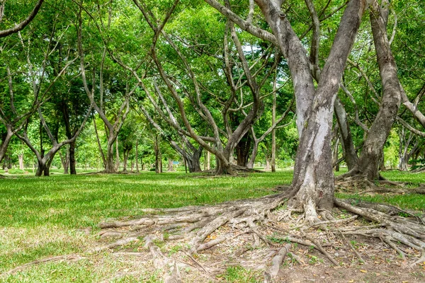Mangrove root forest shady