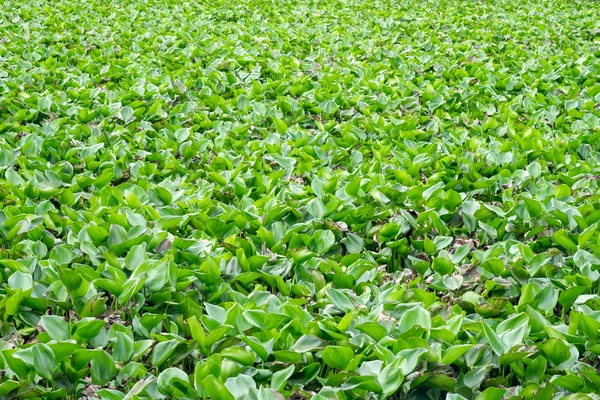 Agua Jacinto verde mucho en el río —  Fotos de Stock