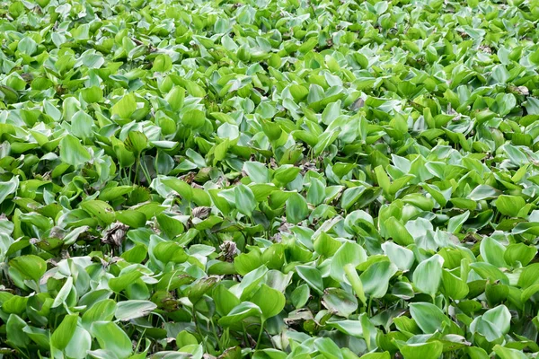 Giacinto d'acqua verde molto in fiume — Foto Stock