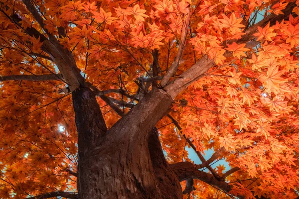 Feuilles artificielles d'érable colorées vives — Photo