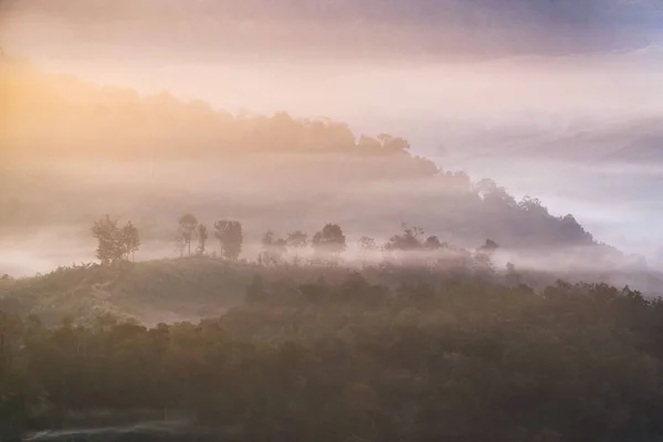 Arbre sur la colline dans le brouillard à l'aube — Photo