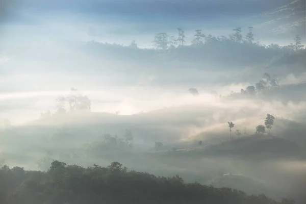 Árbol en la colina en la niebla — Foto de Stock