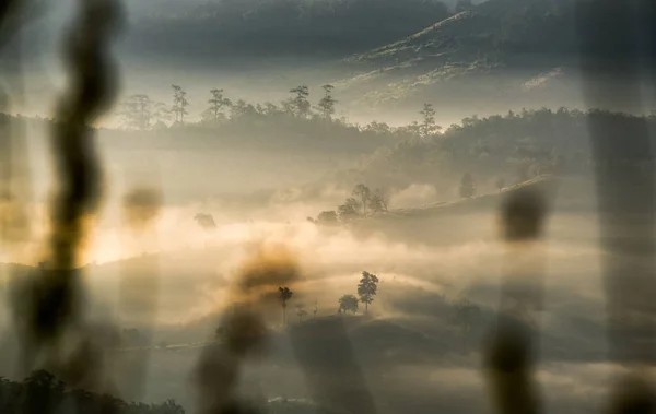 Albero sulla collina nella nebbia all'alba — Foto Stock
