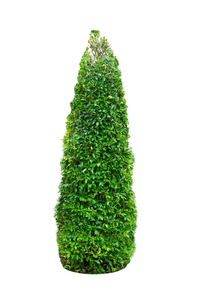 Баньян дерево, фикус annulata декоративное растение — стоковое фото