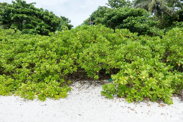 Símbolo de árvore verde em similan — Fotografia de Stock