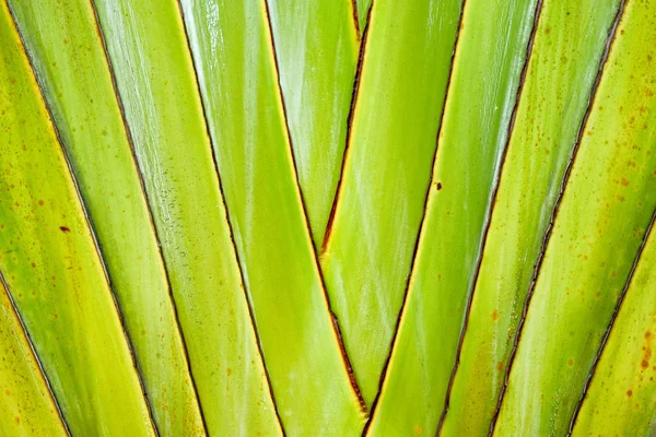 Ravenala madagascariensis, palma del viaggiatore, albero del viaggiatore sia — Foto Stock