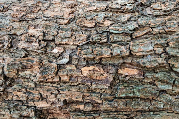 Brun grov yta trä bark textur — Stockfoto