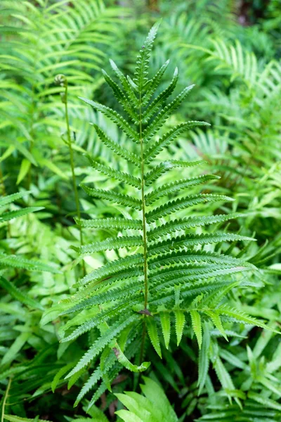 Close-up Planta de folhagem de samambaia ornamental em arbusto — Fotografia de Stock