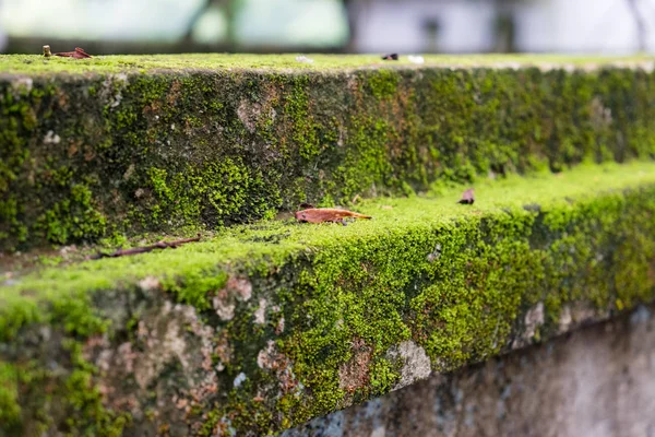 Zbliżenie zielony mech porostów objętych stary mur — Zdjęcie stockowe